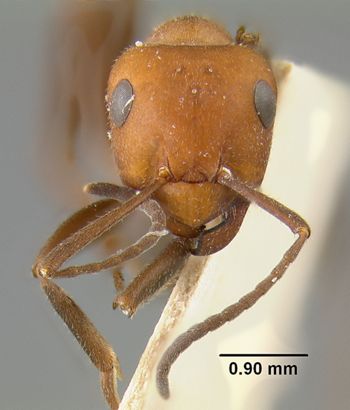 Media type: image;   Entomology 21721 Aspect: head frontal view